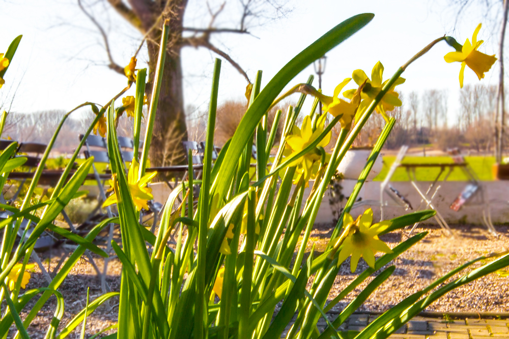 Immobilienmakler in Düsseldorf Wittlaer und Kaiserswerth, Narzissen im Biergarten am Rhein